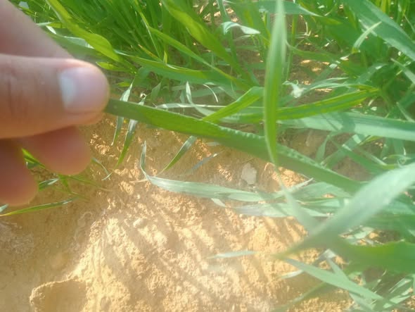 السلام عليكم عندي القمح كده عمر 40 يوم وفيه انتفاخ بسيط في الورقة من فوق والأوراق ملتوية السبب والعلاج لو سمحت